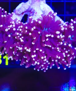 Wysiwyg Australian Torch Colony (C31)