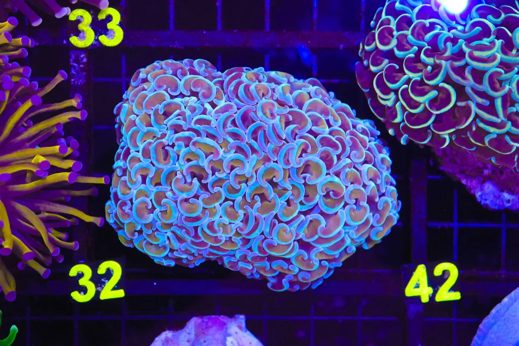 Frag Box Corals