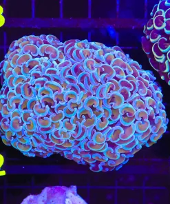 Wysiwyg Golden Blue Wall Hammer Coral (C32)