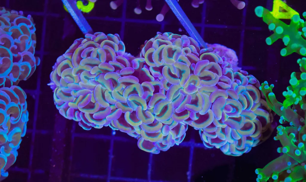 Frag Box Corals