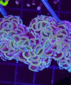 Wysiwyg Hammer Coral Colony (C33)