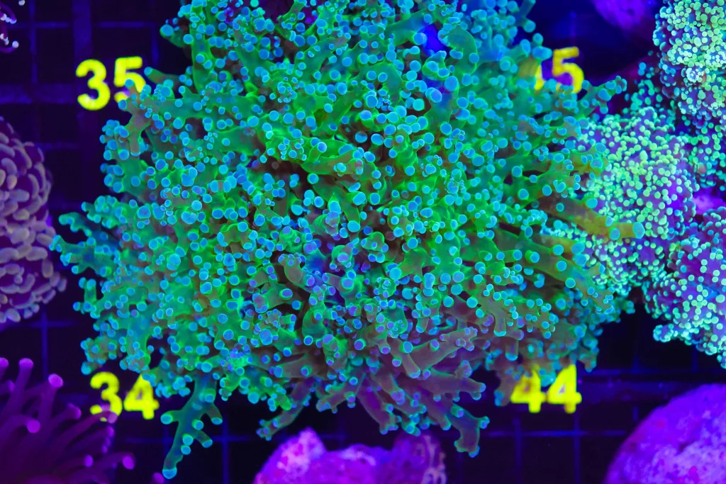 Frag Box Corals