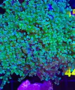 Yoshi Green Frogpsawn Coral Frag 1 Head (C34)