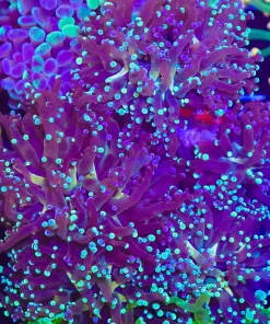 Bi Color Octospawn Coral Frag - 1 Head (C35)