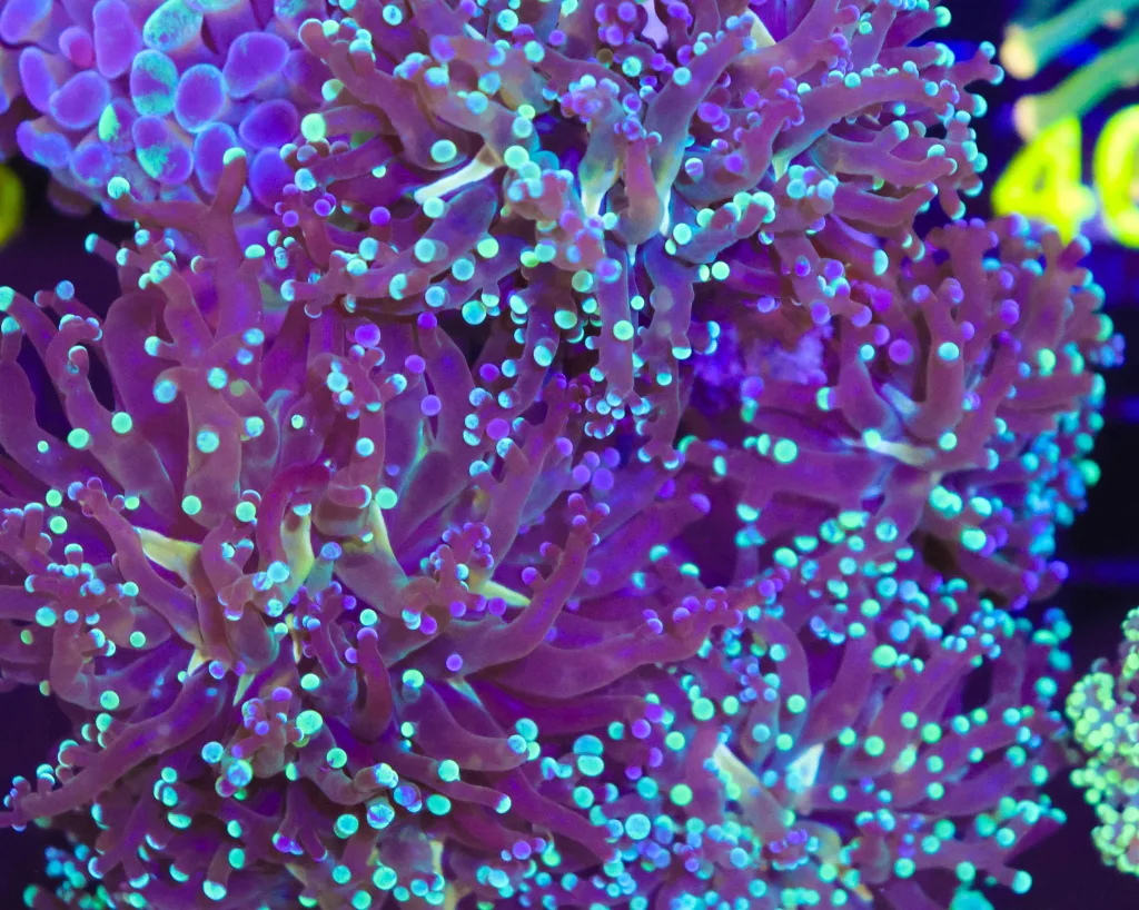 Frag Box Corals