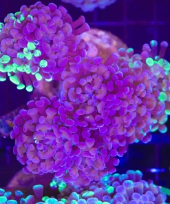 Branching Hammer Coral Frag (C37)