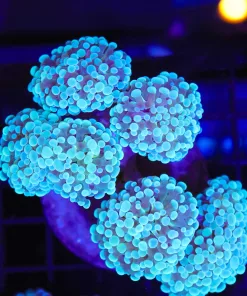 Icy Hammer Coral Frag (C40)