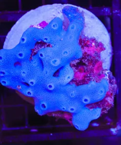 Wysiwyg Blue Sponge On Live Rock (C41)