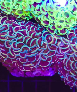 Wysiwyg Very Large Hammer Coral Colony (C42)