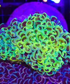 Wysiwyg Electric Hammer Coral Colony (C43)