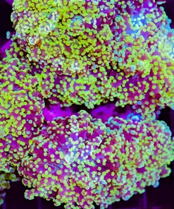 Black Hornet Ocotspawn Frag 1 Head (C44)