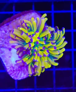 Wysiwyg Tiger Torch Coral (C54)