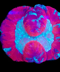 Wysiwyg Open Brain Coral (C55) *Free shipping no minimum livestock spend*