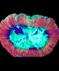 Wysiwyg Open Brain Coral (C56)