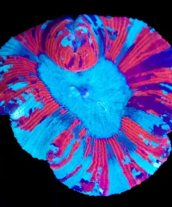 Wysiwyg Open Brain Coral (C57)