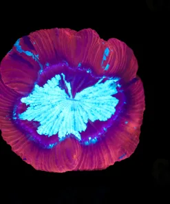 Wysiwyg Open Brain Coral (C58) *Free shipping no minimum livestock spend*