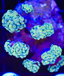 Wysiwyg Hammer Coral (C59)