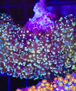 Wysiwyg Golden Octospawn Coral (C62)