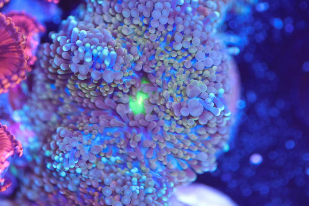 Frag Box Corals