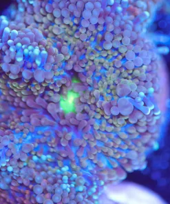 Blue-ish Florida Ricordea Frag (Row #15)