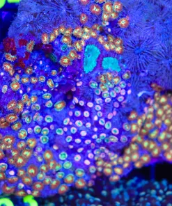 Wysiwyg Large Zoanthid Colony On Live rock **Pick UP ONLY!!** (C63)