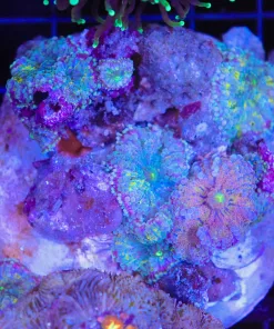 Wysiwyg Rock Covered In Yuma Mushrooms (C64)