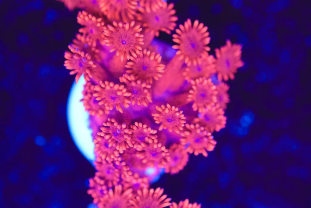 Frag Box Corals