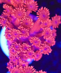 Ruby Red Flowerpot Coral Frag (Row #74)