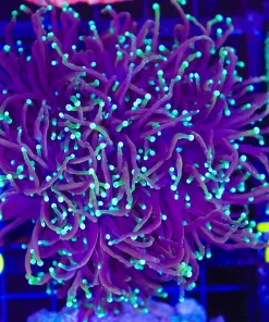 Wysiwyg Large Torch Coral Colony (C65)