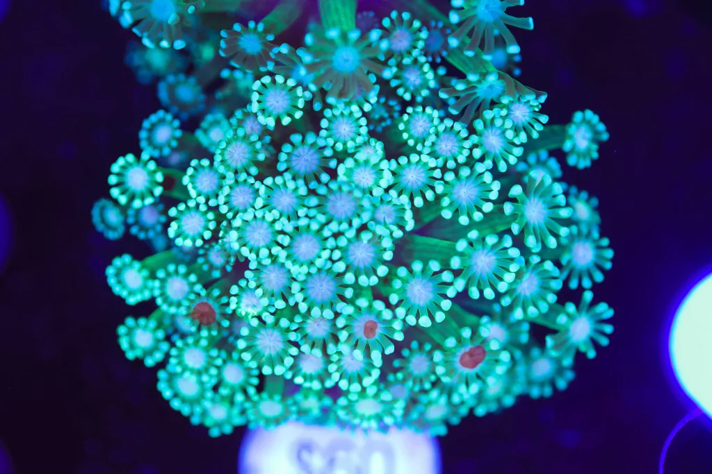 Frag Box Corals
