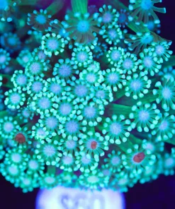 Large Alveopora Flowerpot Frag  (Row #74:B)