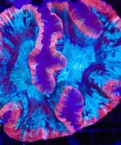 Wysiwyg XL Open Brain Coral (C66)