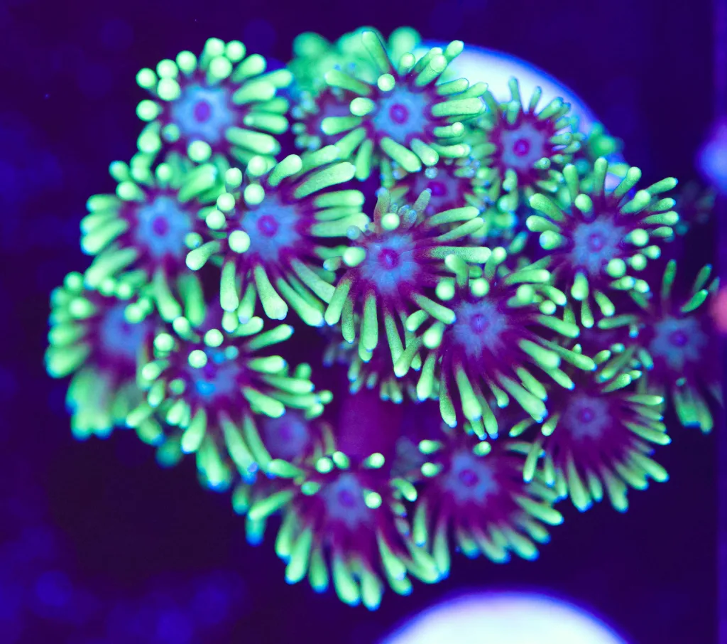 Frag Box Corals