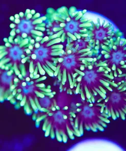Electric Daisy Flowerpot Coral Frag  (Row #73:B)