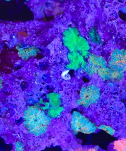 Wysiwyg Rock Covered In Msuhrooms (C67)