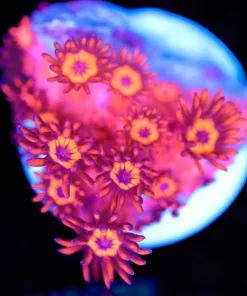 Cherry Bomb Flowerpot Frag (Row #75)