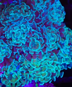 Ghostly Green Hammer Coral (C68)