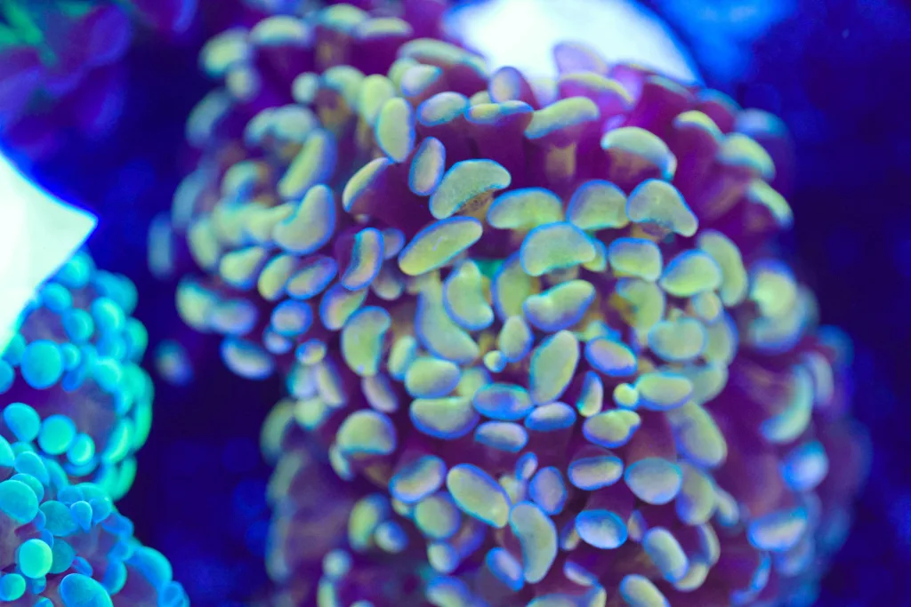 Frag Box Corals