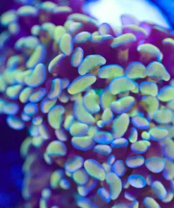 Midas Touch Hammer Frag (Row #78:B)