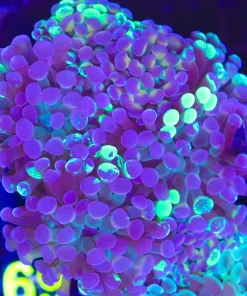 Wysiwyg Gold Flecked Bi Color Hammer Coral (C69)