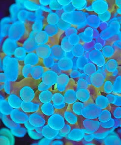 Frozen Gold Hammer Coral (Row #82:B)