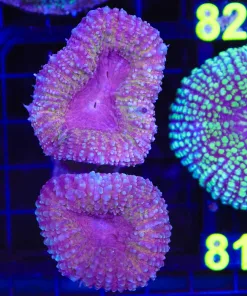 Wysiwyg Lobo Coral Colony (C71) *pick up only please*