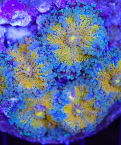 Wysiwyg Rock With Golden Yumas (C72)