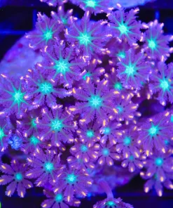 Wysiwyg Rainbow Clove Polyp Colony (C73)