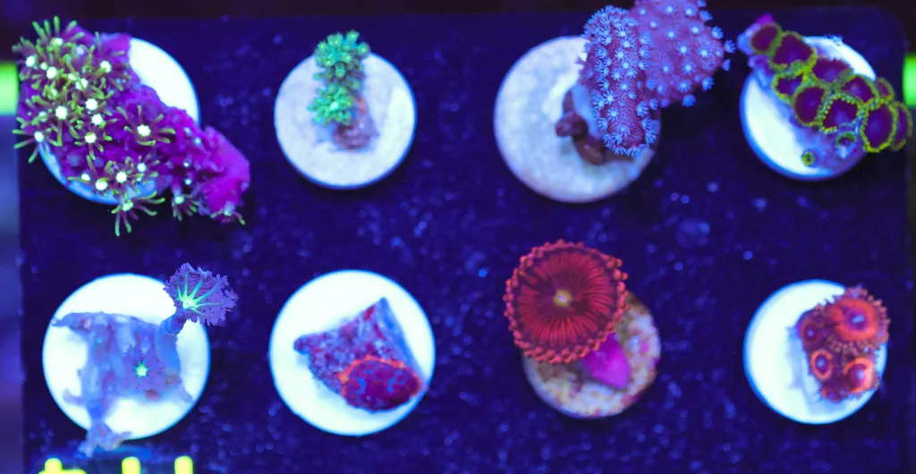 Frag Box Corals