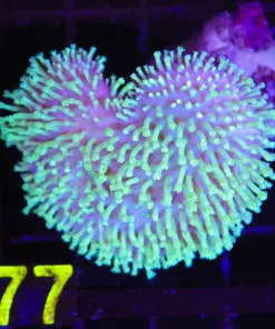 Wysiwyg Limegreen Wild Leather Coral (C77)