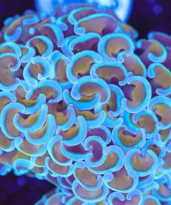 Blue Tip Golden Wall Hammer Frag (Row #85)