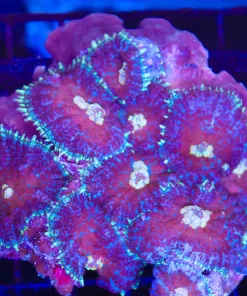 Per Head - Tri Color Mushroom (C80)