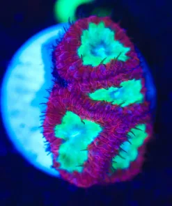 Wysiwyg 4x Head Blastomussa Frag [F3]