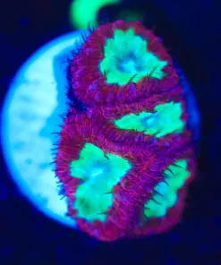 Wysiwyg 4x Head Blastomussa Frag [F3]